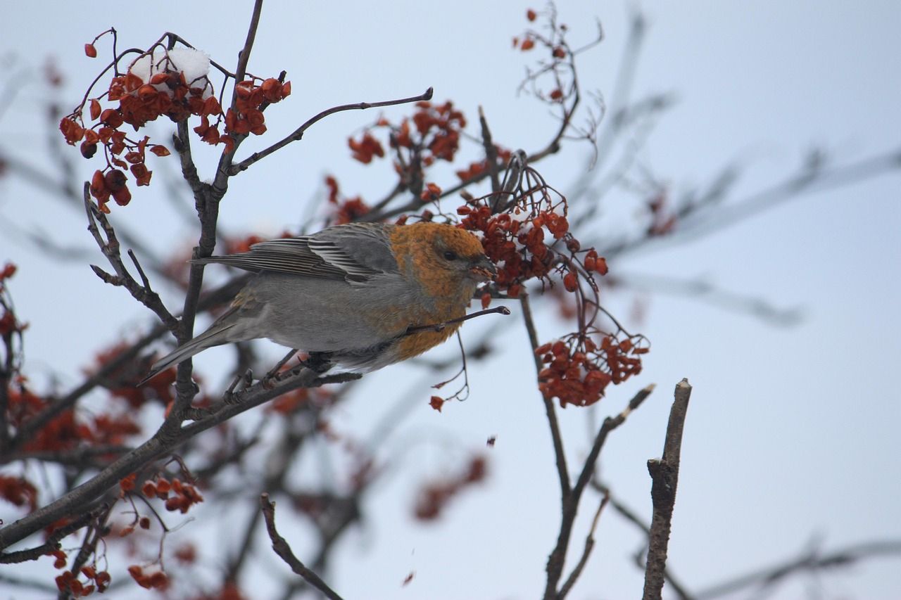 durbec des sapins 5014479 1280
