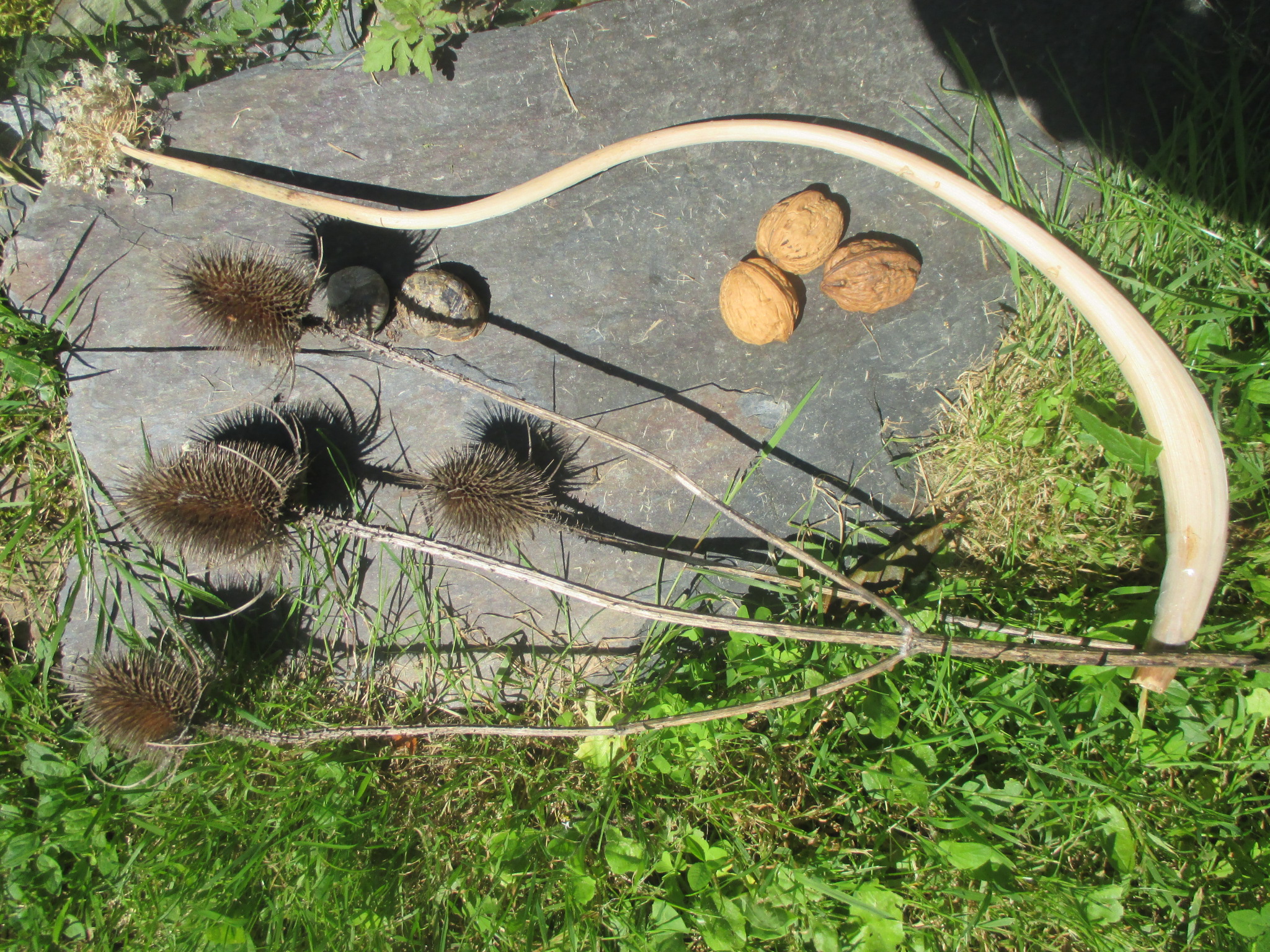 lutherie nature